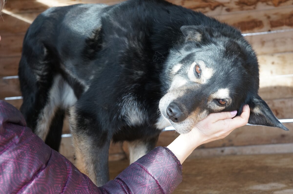 г. Архангельск п. Катунино приют "Милосердие"