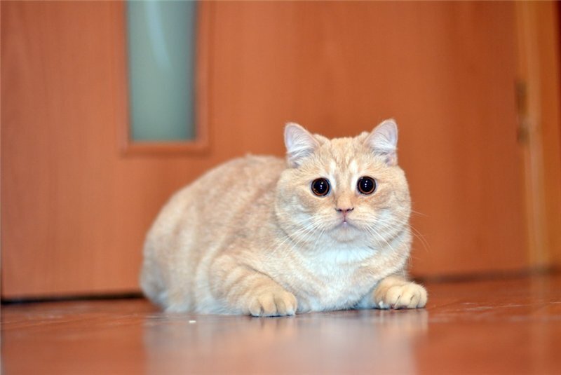 Мой кот Персик