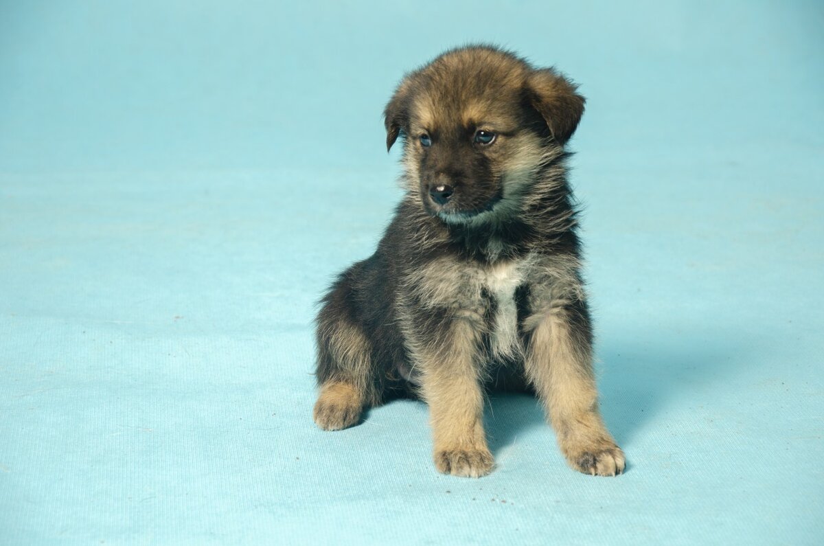 немецкая овчарка 2 месяца. щенок в два месяца. фото щенка 2д. 5 месяца. бриль собака щенок 2 месячный.