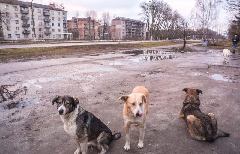                                                                    Бездомные собаки на улицах Чернобыля 
