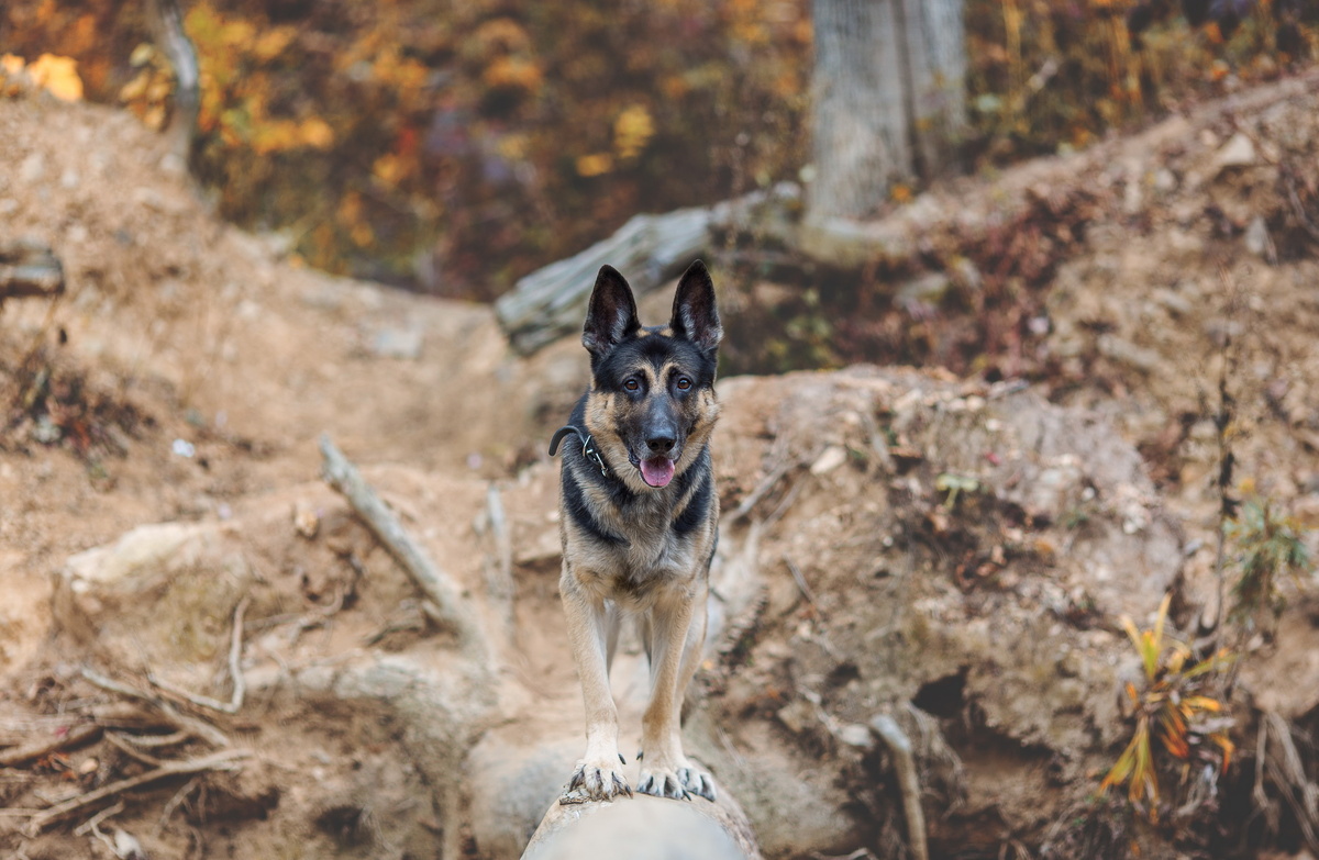 Верный друг и помощник в прогулках.