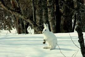 Источник открытая база Яндекс картинки