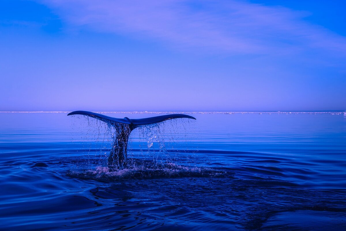 https://cdn.pixabay.com/photo/2017/02/09/15/10/sea-2052650_1280.jpg