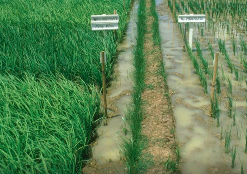 Рост риса с фосфатными удобрениями (слева) и без них (справа). Фото: Facebook @pdaff.preyveng