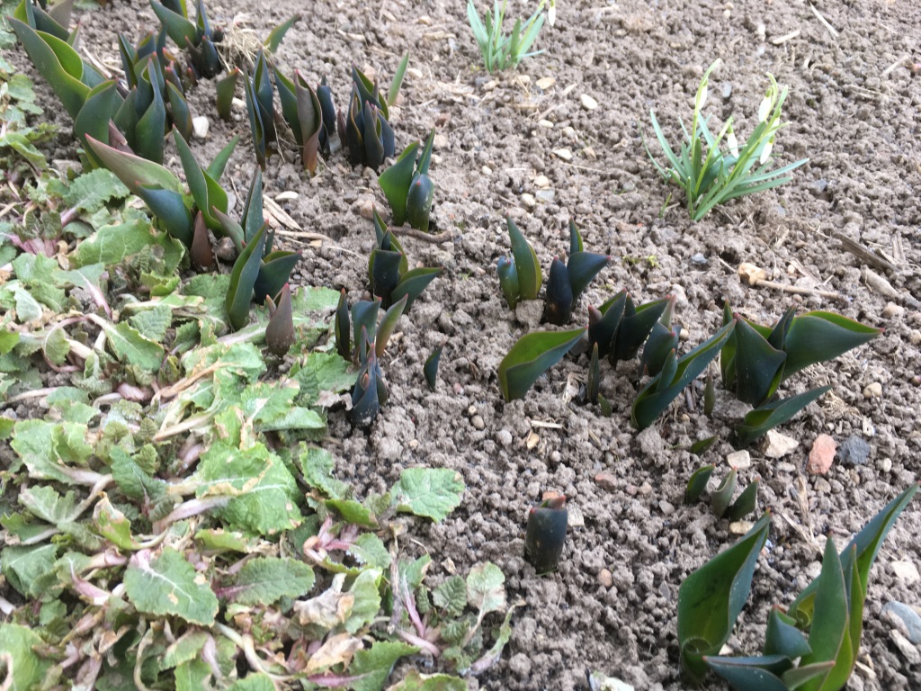 Весной тюльпаны прихватил ночной заморозок, земля промерзла вместе с тюльпанами