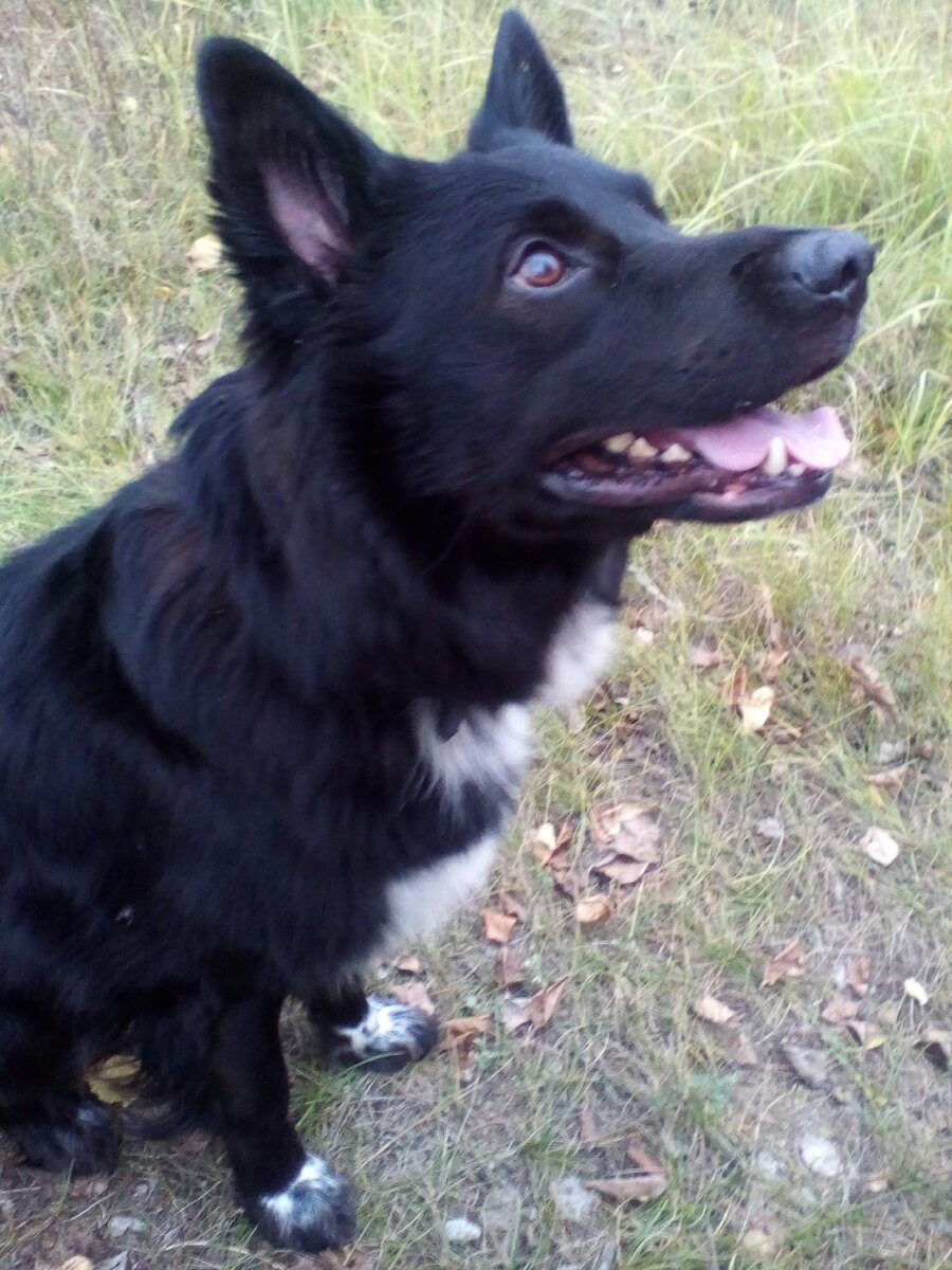 Гл.редактор:Буян Метисович.