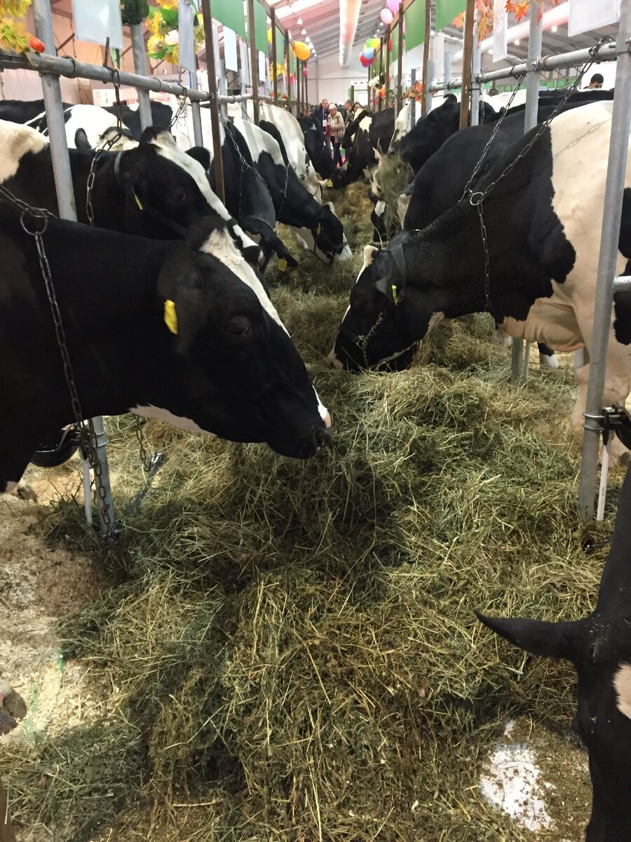 Племенные коровы на выставке "Золотая осень-2019". Фото - (с) The DairyNews