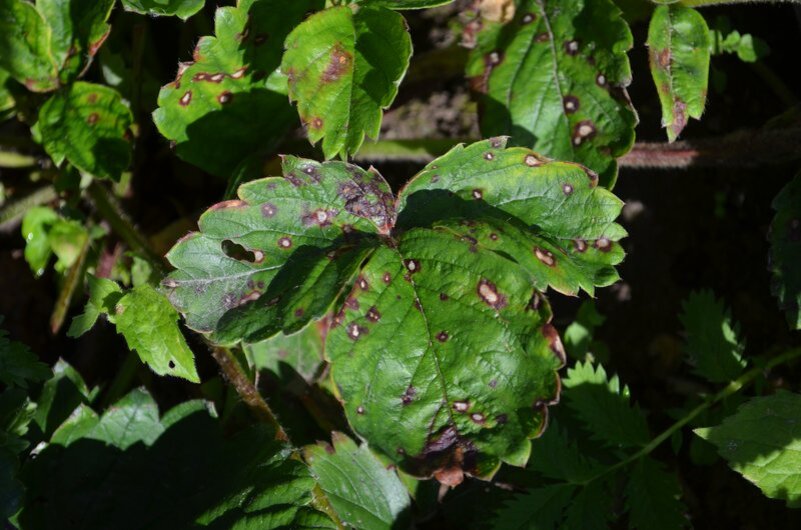 Белая пятнистость на клубнике.