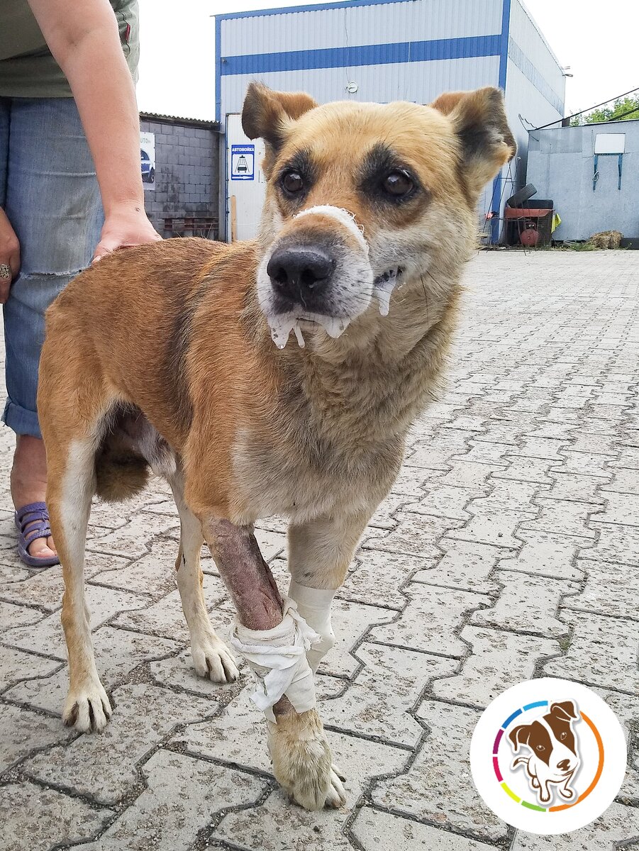 Вот таким его привезли в приют