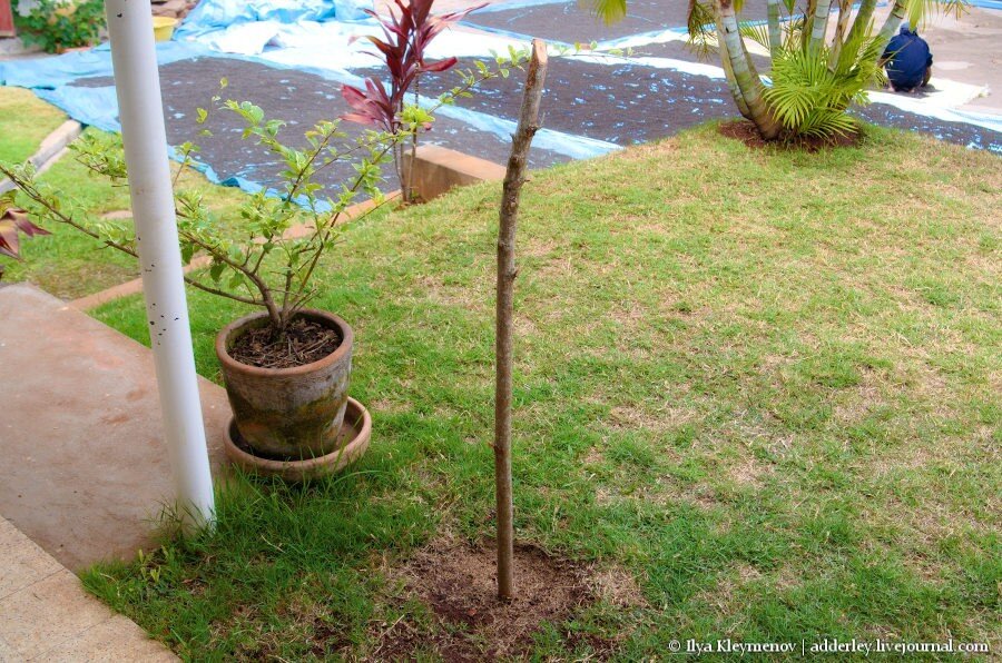 2. Начало эксперимента по проращиванию "черенка от лопаты".

