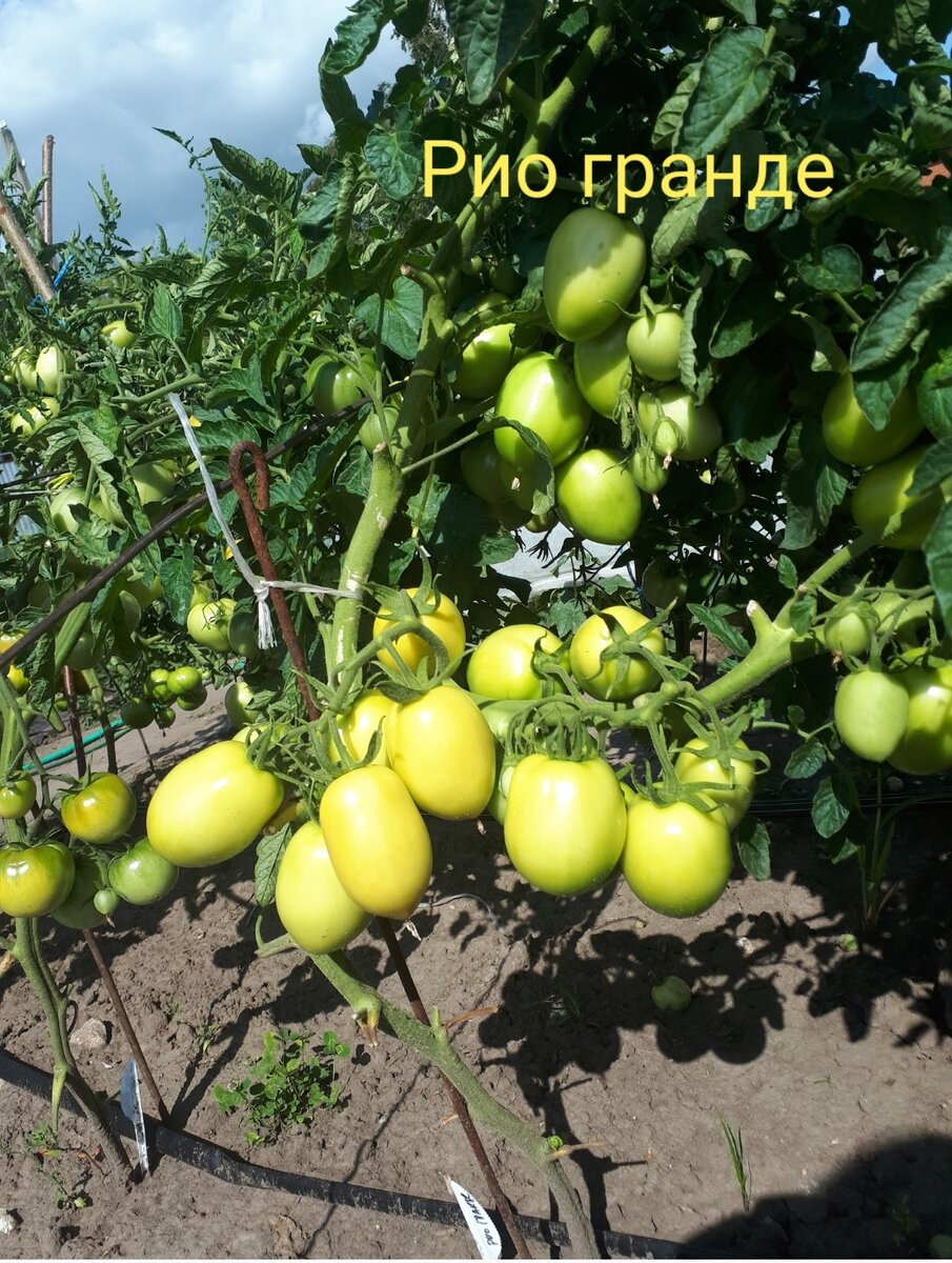 Подкормка томатов. Мой опыт. | Огородник из Рязани | Дзен