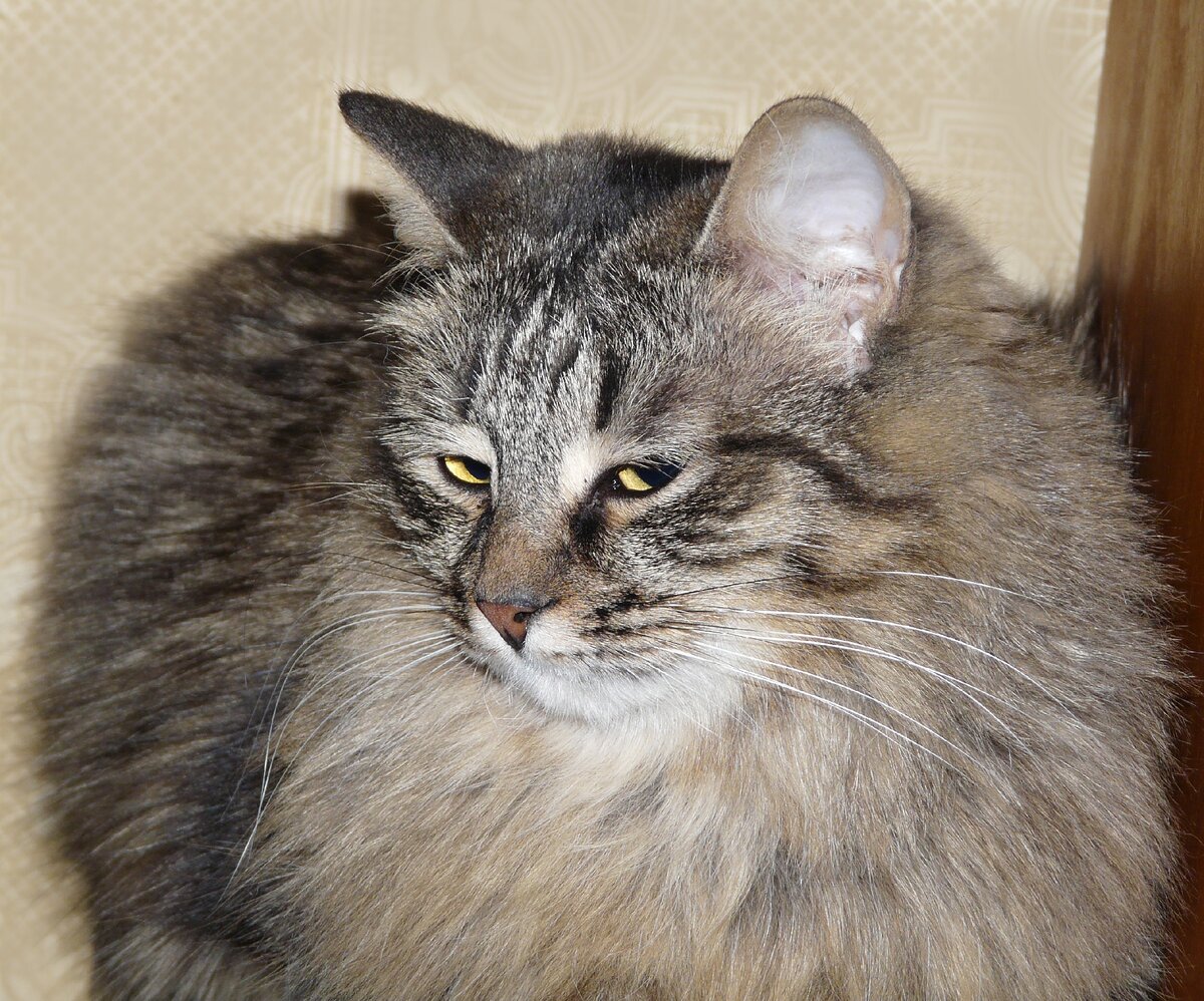 Январька - фото моё.