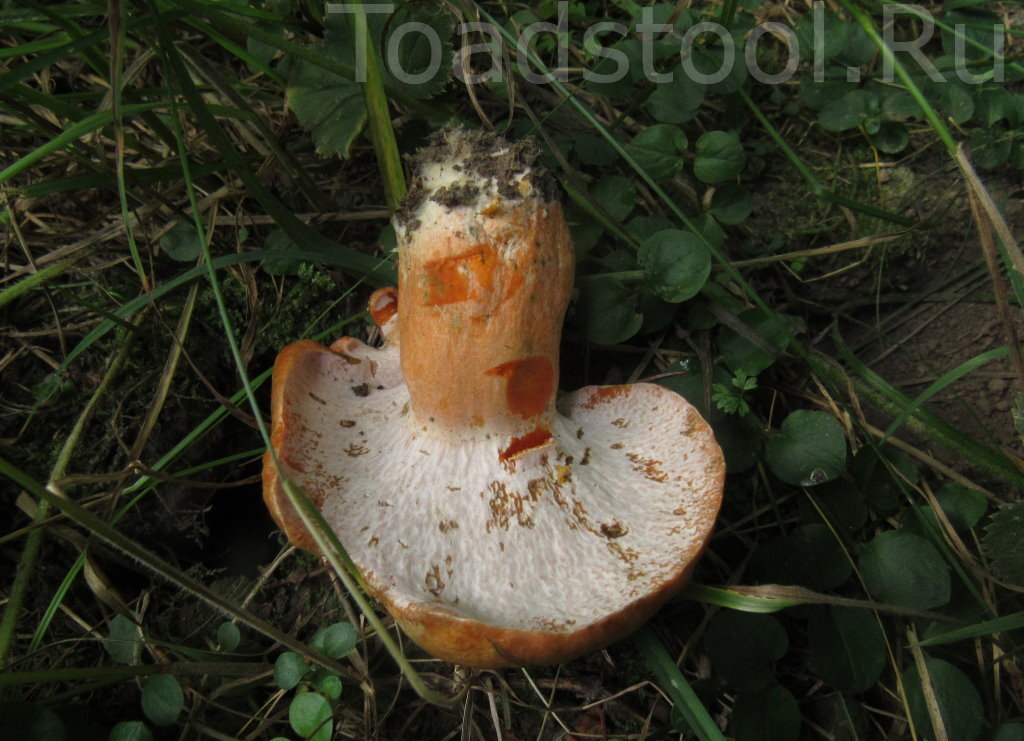 Наш русский гипомицес на рыжике еловом (фото И.Лебединского)