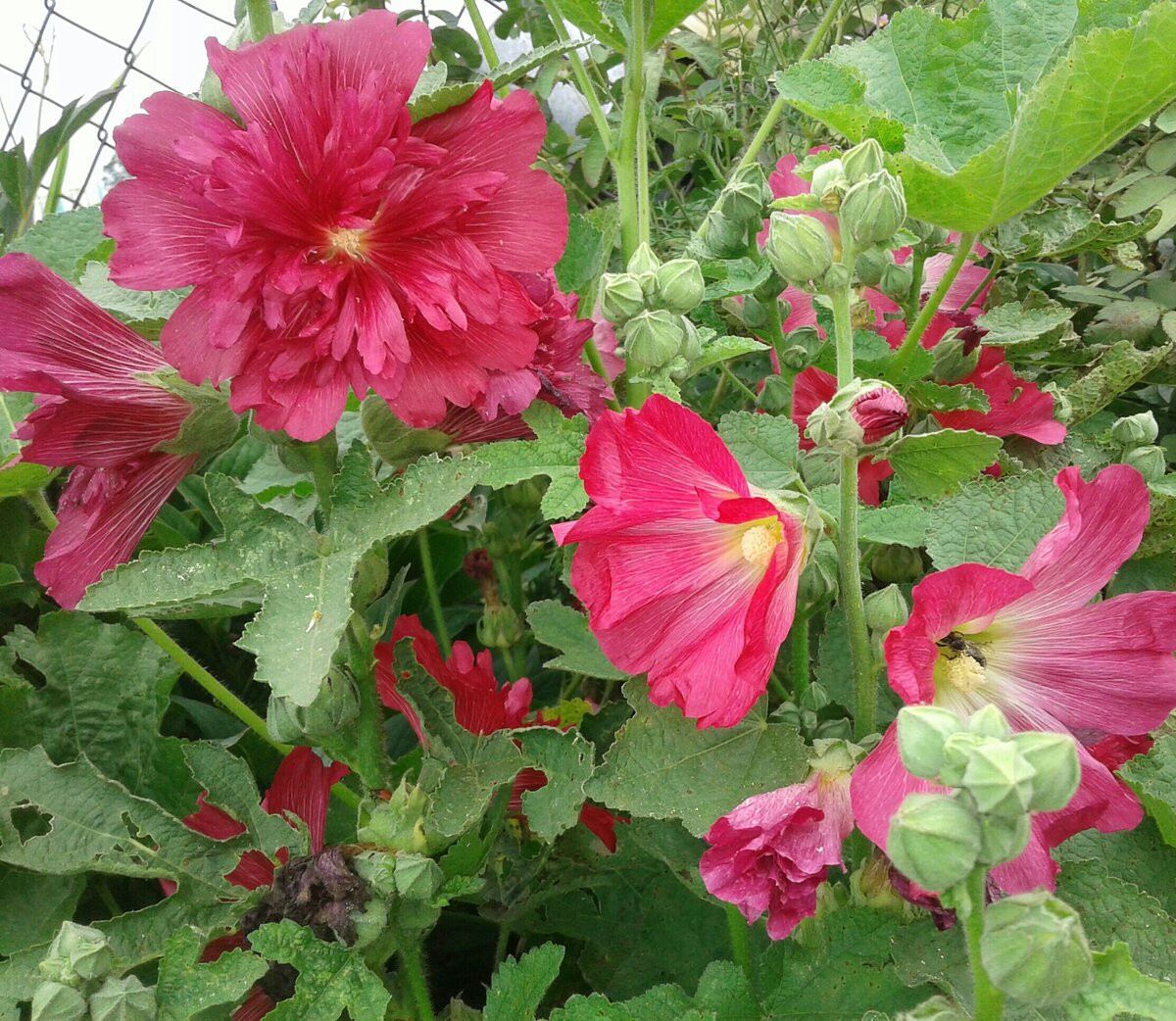 Посеять мальву осенью. Цветки мальвы. Посеять мальву осенью. Мальва – alcea rosea. Мальва шатер марун.