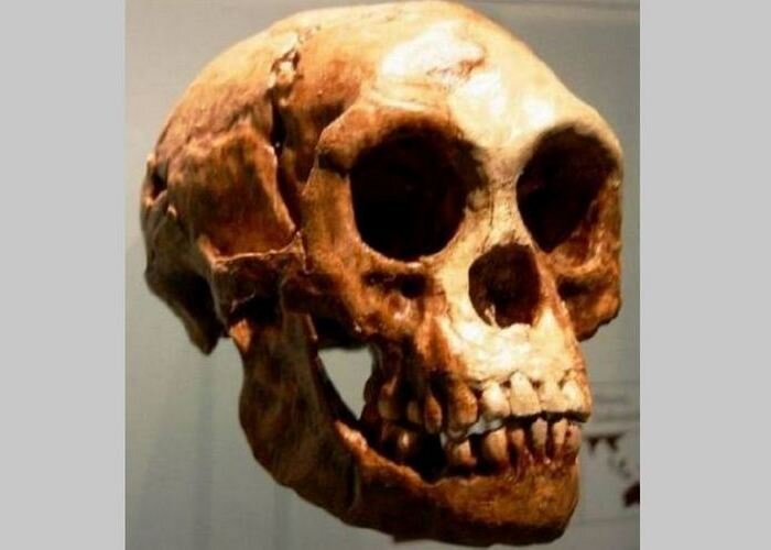 
Странное захоронение: череп хоббита.
