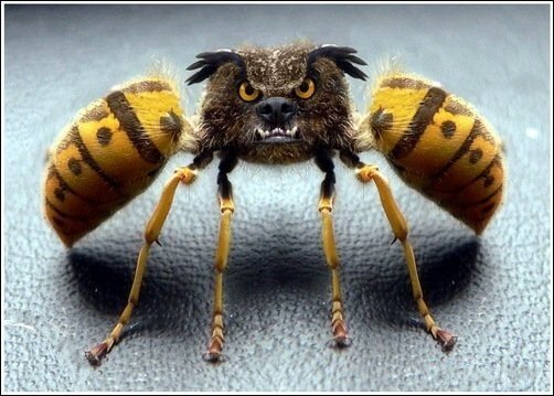 Фото подборка братьев наших меньших коротая обязательно поднимет Вам настроение!!! Посмеемся ВМЕСТЕ!!!  #юмор #животные #кошки #подборки #животное