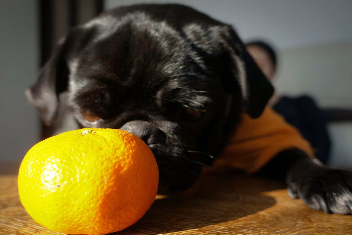 Можно собакам конфеты. Собака в мандарине. Собака с апельсином. Щенок и апельсин. Собака ест мандарины.