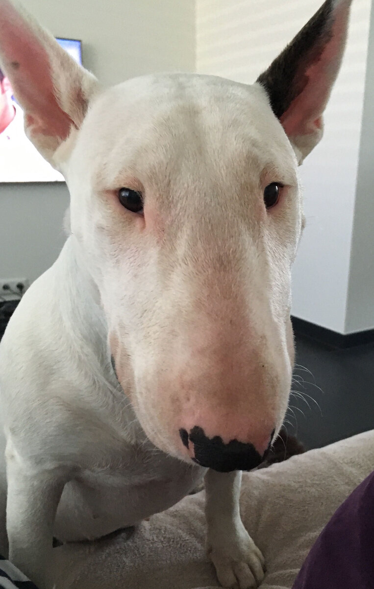 Бультерьер