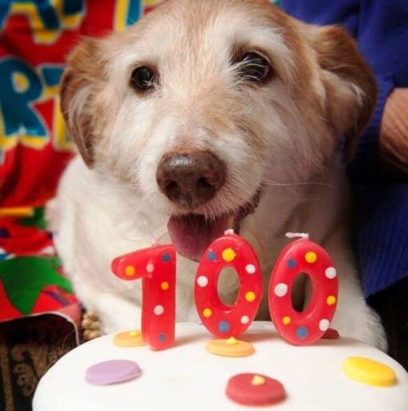 собаки долгожители