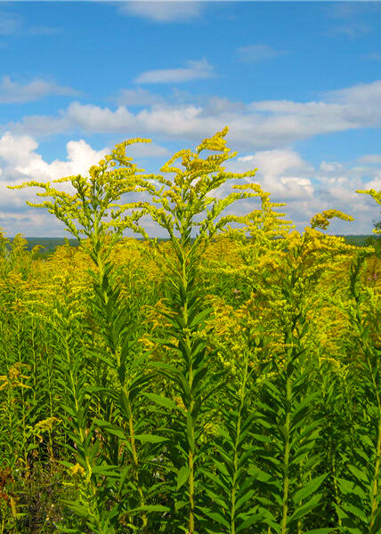 вот так выглядит это "дивное" растение