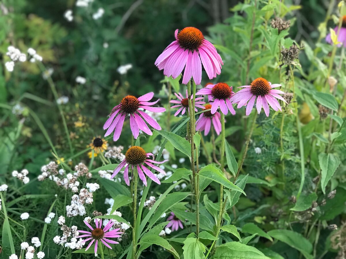 Para qué sirve la echinacea