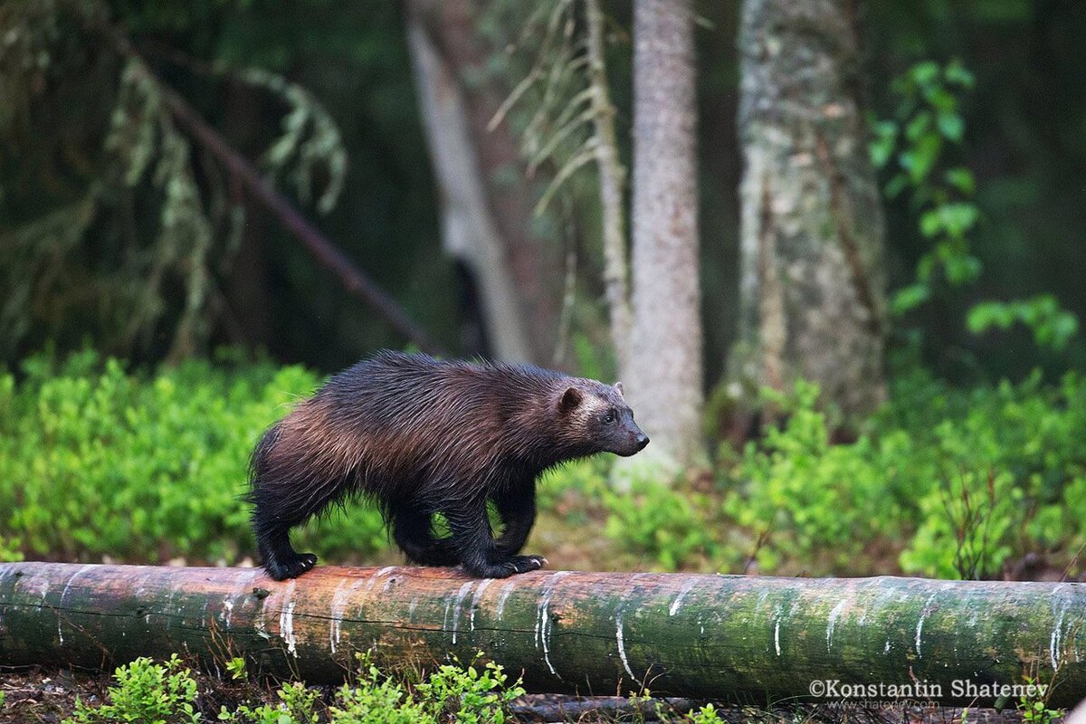 Фото: Константин Шатенев, ЛО (7 июля 2017)