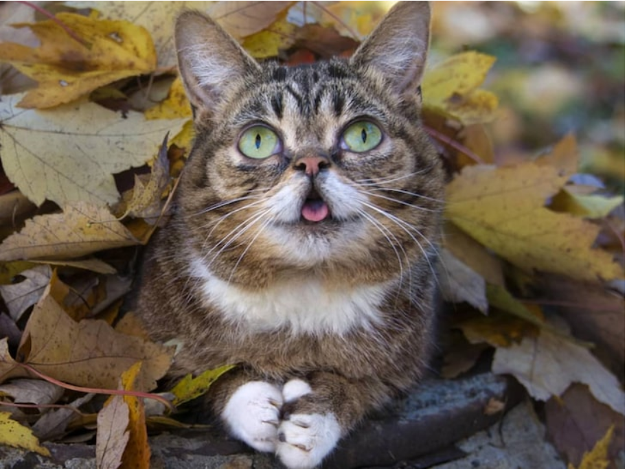 Фото Lil Bub