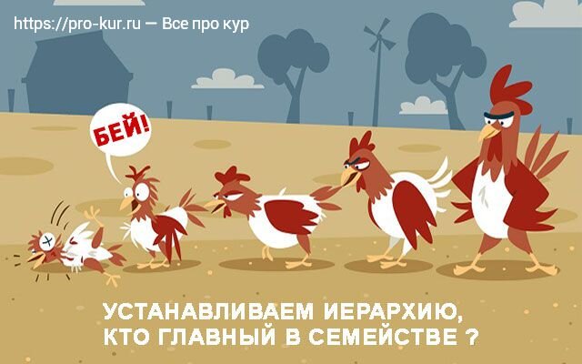 Из-за чего возникает патологическое поведение кур – каннибализм? | Ветеринария и жизнь