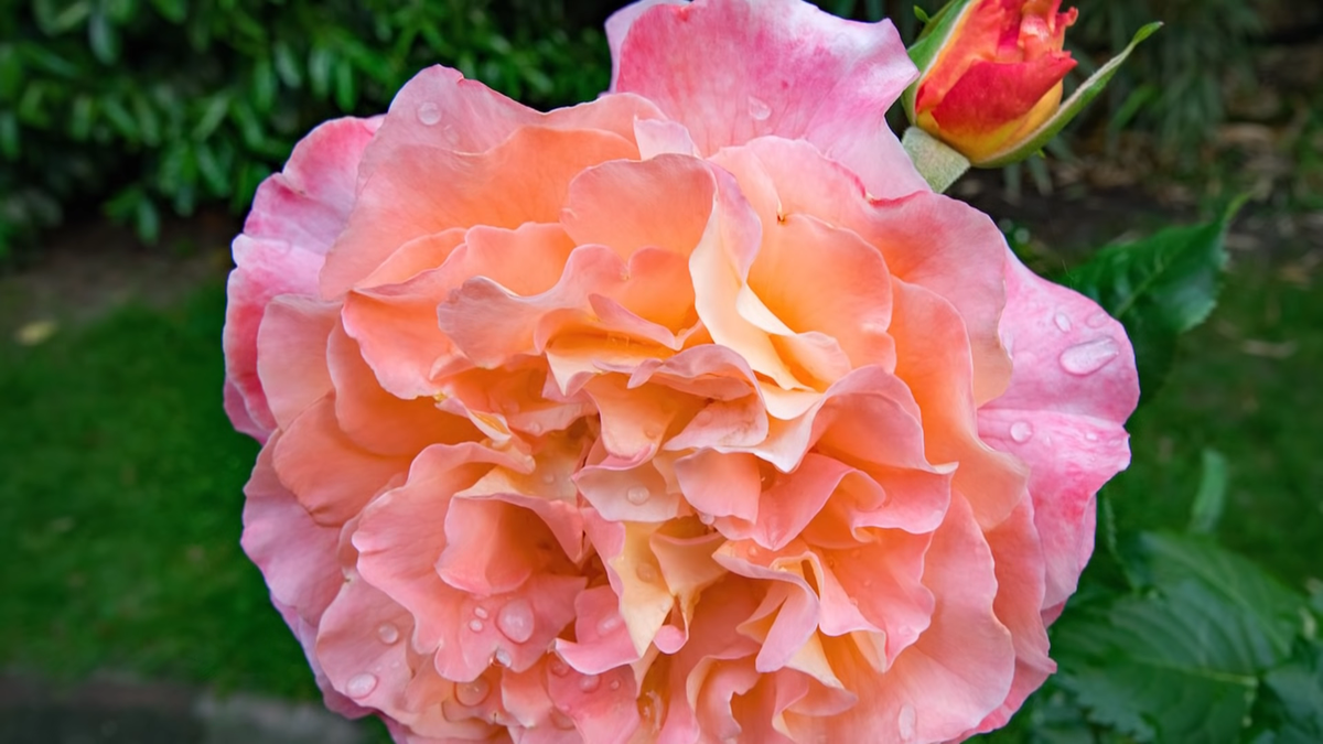 РОЗА АВГУСТА ЛУИЗА (yandex.ru/images)