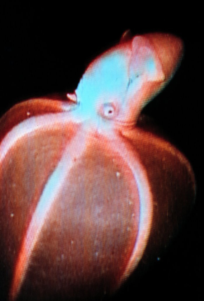https://upload.wikimedia.org/wikipedia/commons/2/26/Stauroteuthis.jpg