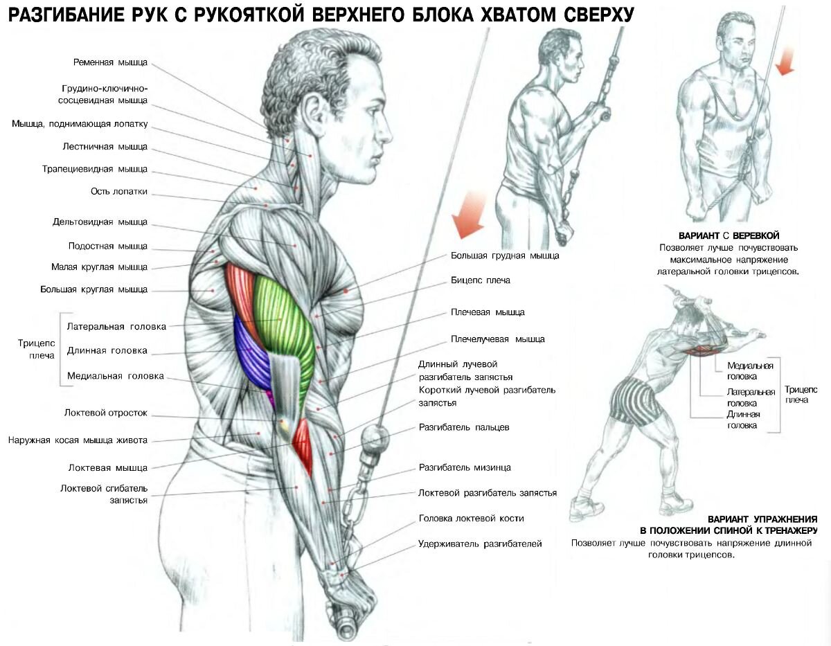 Накачать трицепс в тренажерном зале
