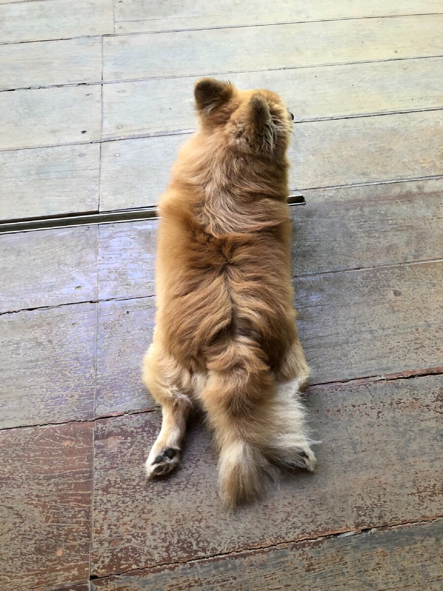 Песику тоже жарко