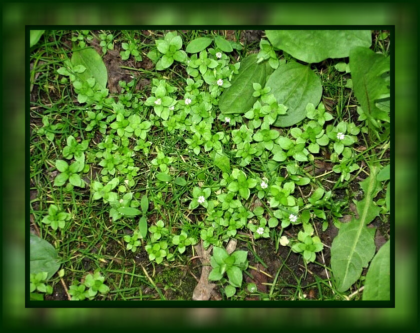 Мокрица – трава-сорняк и природный лекарь – Бесплатная аптека под вашими ногами