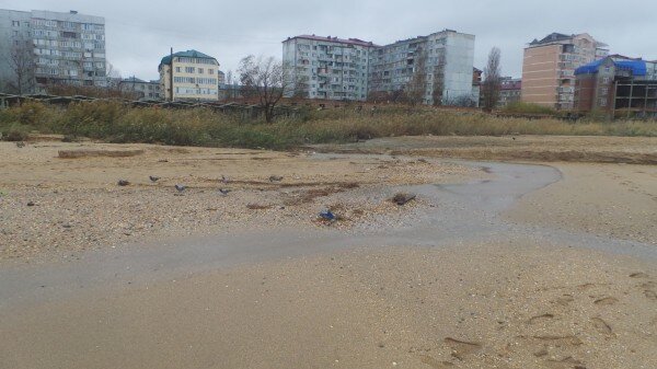   Нечистоты пачкают и песок, и море
