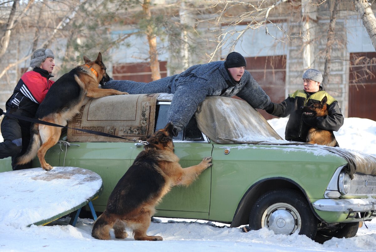 Собаки для улицы зимой охранные