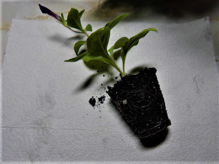 Укоренённые черенки петуний. Фото автора