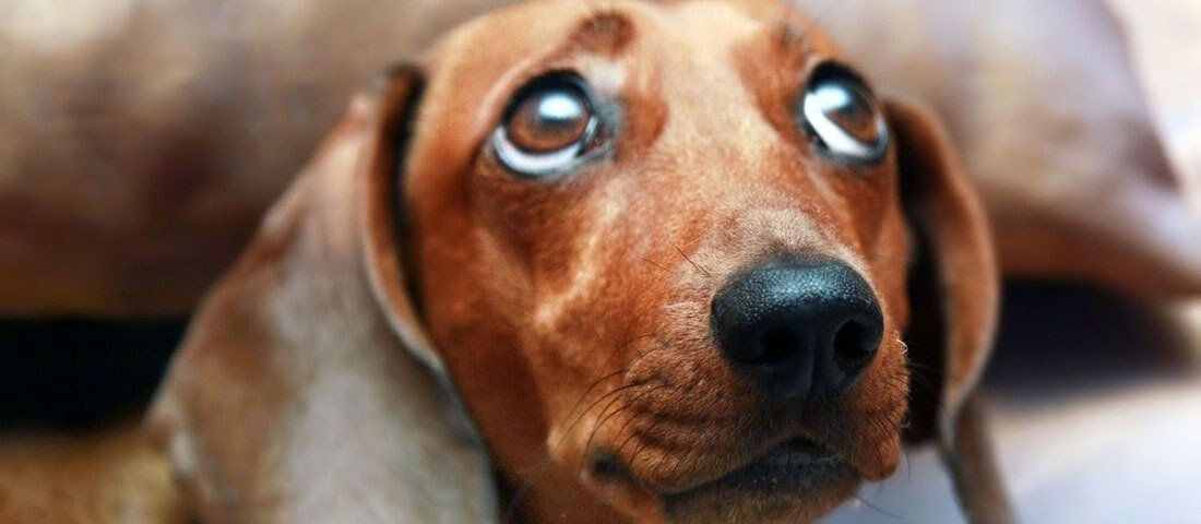 Дай, Такс, на счастье лапу мне! 