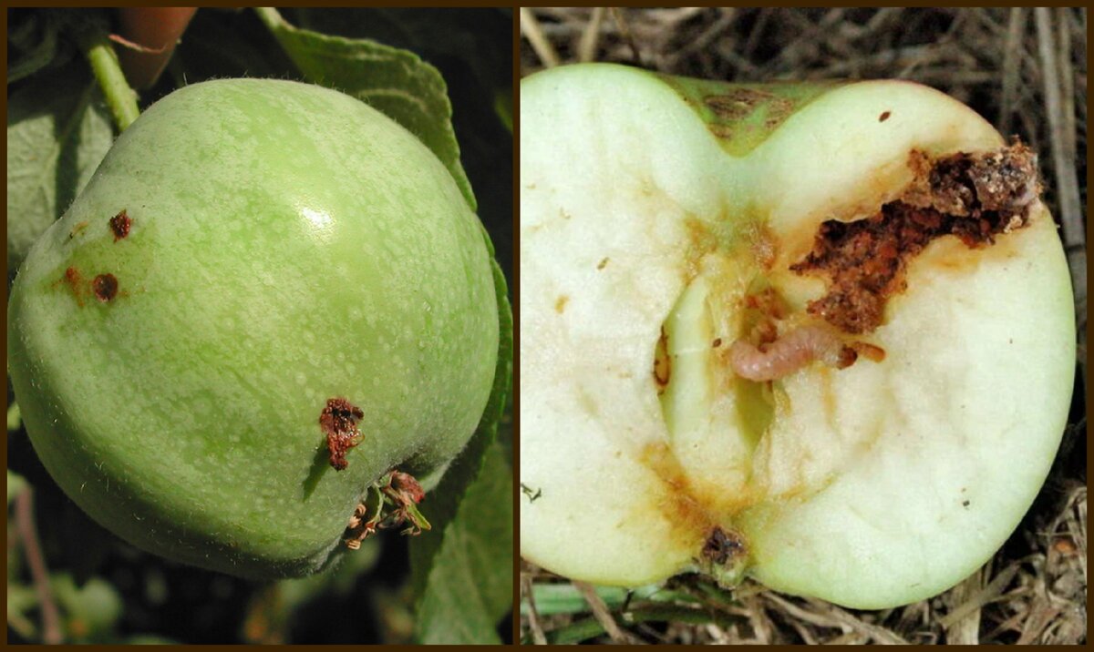 Яблоня огорчает, сбрасывая еще незрелые плоды? Всего 4 шага исправят ситуацию