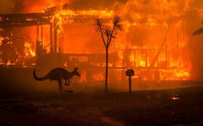 Кенгуру спасает от пожара
