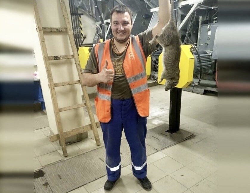 Крысы в метро