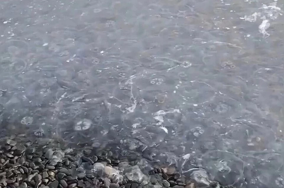 Медузы черного моря Анапа. Медузы в черном море Джемете. Медузы в черном море в Сочи. Медузы в Витязево 2022. В анапе есть вода