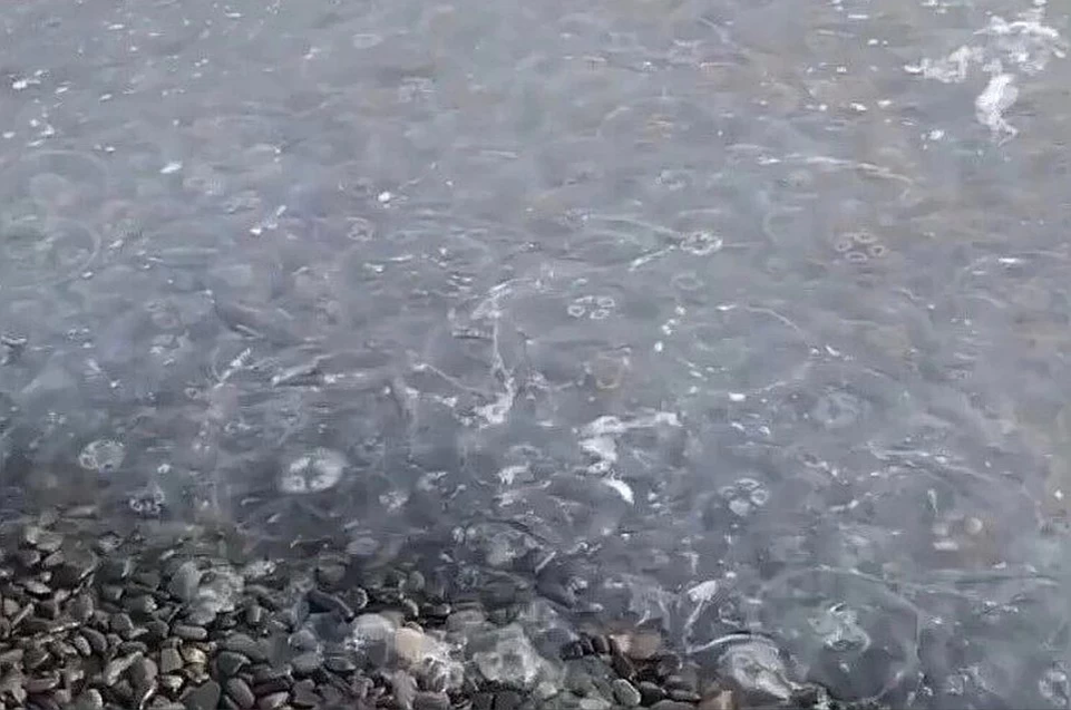 Вода в черном море в сукко. Медузы черного моря Анапа. Медузы в черном море в Сочи. Медузы в Витязево 2022. Нашествие медуз в Анапе.