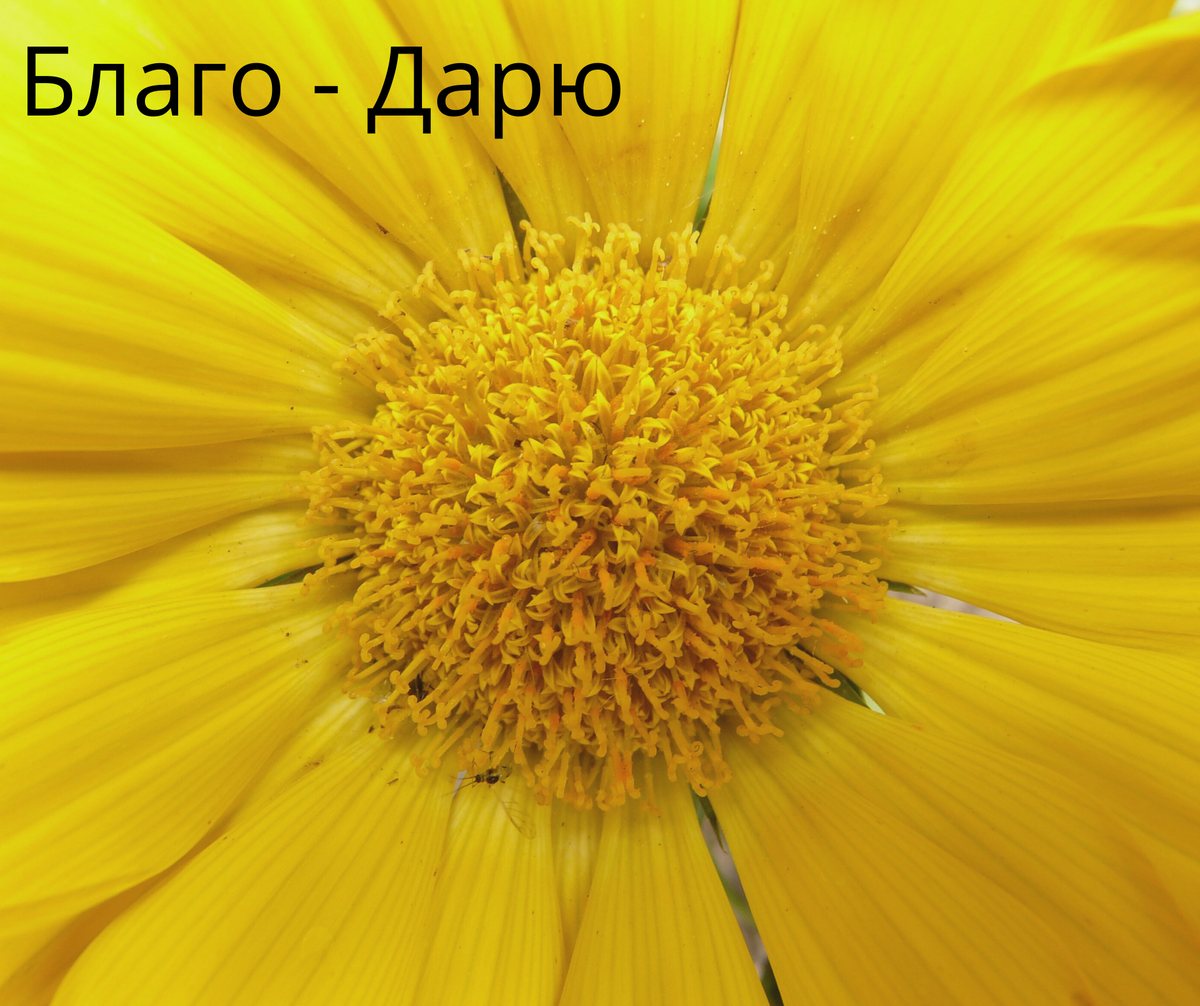 11. БЛАГОДАРИТЕ ВАШИХ УЧИТЕЛЕЙ Для кого-то его учитель это его мама или папа, для кого-то его бабушка или дедушка, для кого-то это школьный учитель или ближайшая подруга. Для кого-то учитель - это духовный гуру или преподаватель в институте, коуч на тренинге. А для кого-то учитель - это просто жизнь. И это на самом деле не важно, кто для вас учитель, важно осознать все то, чему научили вас эти люди. И сказать им за это не только огромное спасибо, но и проявить всю глубину благодарности, на которое способно ваше сердце. Я благодарю всех своих учителей которые меня учили жизни и мудрости, давали свои знания, на чьих книгах и статьях я расту, на чьих семинарах и тренингах я училась и развивалась. Я благодарна всем тем людям и ситуациям, которые меня учили и меняли, и заставляли идти вперед. Я благодарю всех тех, в ком я видел себя как в зеркале, кто отражал мои недостатки и показывал, что нужно менять. Я благодарен тем, кто усиливал и помогал проявлять мои достоинства. Я благодарю жизнь за знания и опыт. Только благодаря своим учителям я развивался и рос. 12. БЛАГОДАРИТЕ СЕБЯ Последним поблагодарите Себя. Если вам не хватает благодарности от кого-то, если вы считаете, что вы сделали для кого-то очень много, а он ответил вам чёрной неблагодарностью, поблагодарите вместо него себя сами. И закройте эту тему. Больше не возвращайтесь к нему. А лучше всего не ждите от людей благодарности. Если вы ее заслужили - вас отблагодарит Вселенная. И она найдет сама как это сделать. Благодарность себе - это маленькая часть любви к себе. Благодаря себя - вы транслируете эту благодарность в мир, другим людям. Это, пожалуй, одна из самых трудных благодарностей. И именно поэтому это последняя ступень, последний шаг. Шаг к себе. Благодаря других, мы забывали о себе. Благодаря себя - мы благодарим всех тех, кому мы благодарны на самом деле. Потому что мы их впустили в свое сердце, мы им дали место в своем сердце, в своей душе. Все те предыдущие 11 тем благодарности, если вы их прошли, теперь имеют свое место в вашем сердце. И благодаря себе, вы заглядываете в самый центр своей души, в самую глубину своего сердца и встречаете там их, всех тех, кому вы благодарны. Я благодарю себя за то, чем обладаю, за то чем делюсь с другими и отдаю. За то, что шаг за шагом одерживаю маленькую победу над собой. Я благодарю всех тех, кто занял свое достойное место в моем сердце. ВЕЛИКАЯ ПОБЕДА, ЧТО ЗНАЕТ ЧЕЛОВЕЧЕСТВО, ПОБЕДА НЕ НАД СМЕРТЬЮ, И ВЕРЬ, НЕ НАД СУДЬБОЙ. ВАМ ЗАСЧИТАЛ ОЧКО СУДЬЯ, ЧТО СУДИТ СУД НЕБЕСНЫЙ, ТОЛЬКО ОДНУ ПОБЕДУ - ПОБЕДУ НАД СОБОЙ.