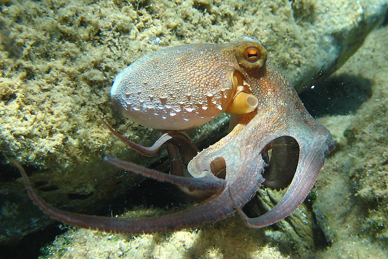 https://upload.wikimedia.org/wikipedia/commons/thumb/6/65/Octopus_vulgaris2.jpg/800px-Octopus_vulgaris2.jpg
