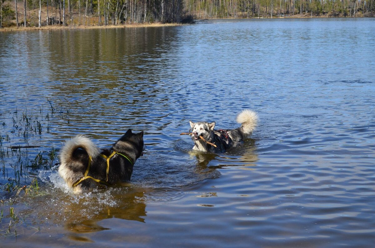 Отдых в середине маршрута, охлаждаются в озере) Фото из личного архива.