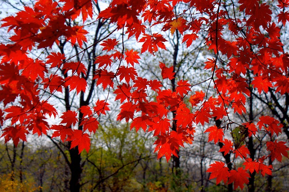 Клён ложнозибольдов на Дальнем Востоке. Фото с сайта Florafinder.org