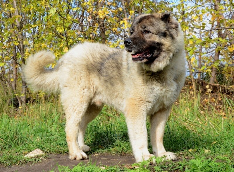 Алмаз императрицы питомник кавказских овчарок ульяновск. Кавказец отзывы. Кавказская овчарка. Кавказская овчарка. Кавказская овчарка.