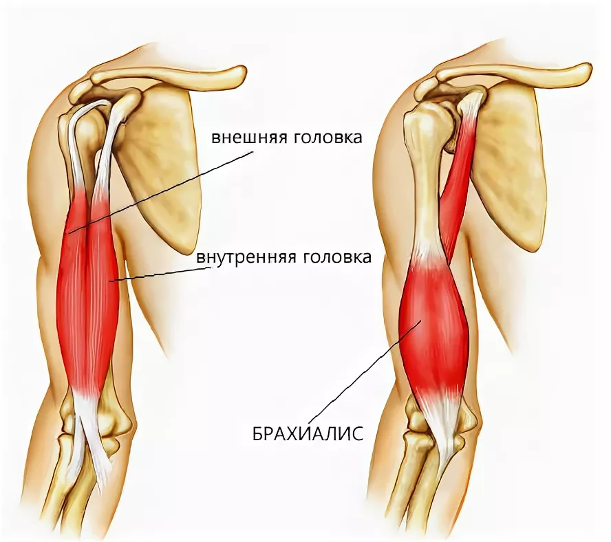 Двуглавая мышца расслабляется. Сухожилие двуглавой мышцы плеча анатомия. Сухожилие бицепса плеча анатомия. Строение бицепса руки анатомия. Мышцы руки анатомия бицепс трицепс