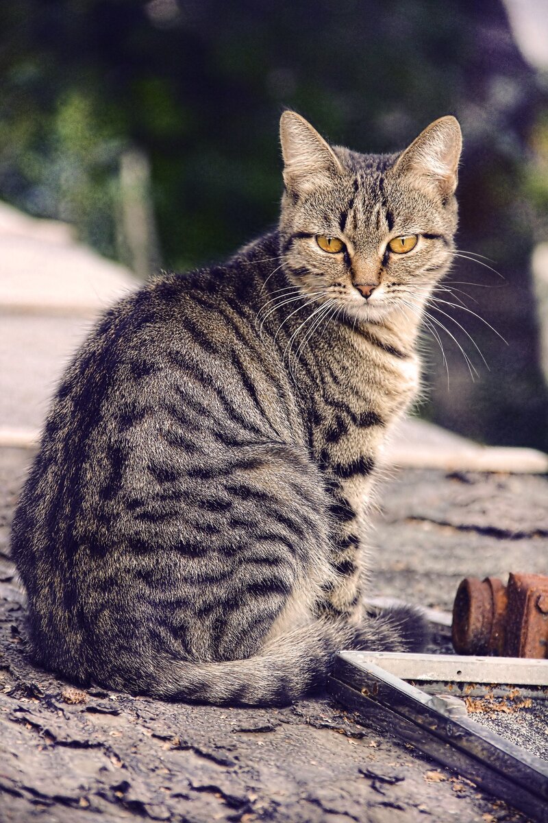 Избила безвинного кота)