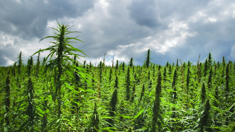 выращивание конопли в медицинских и промышленных целях 